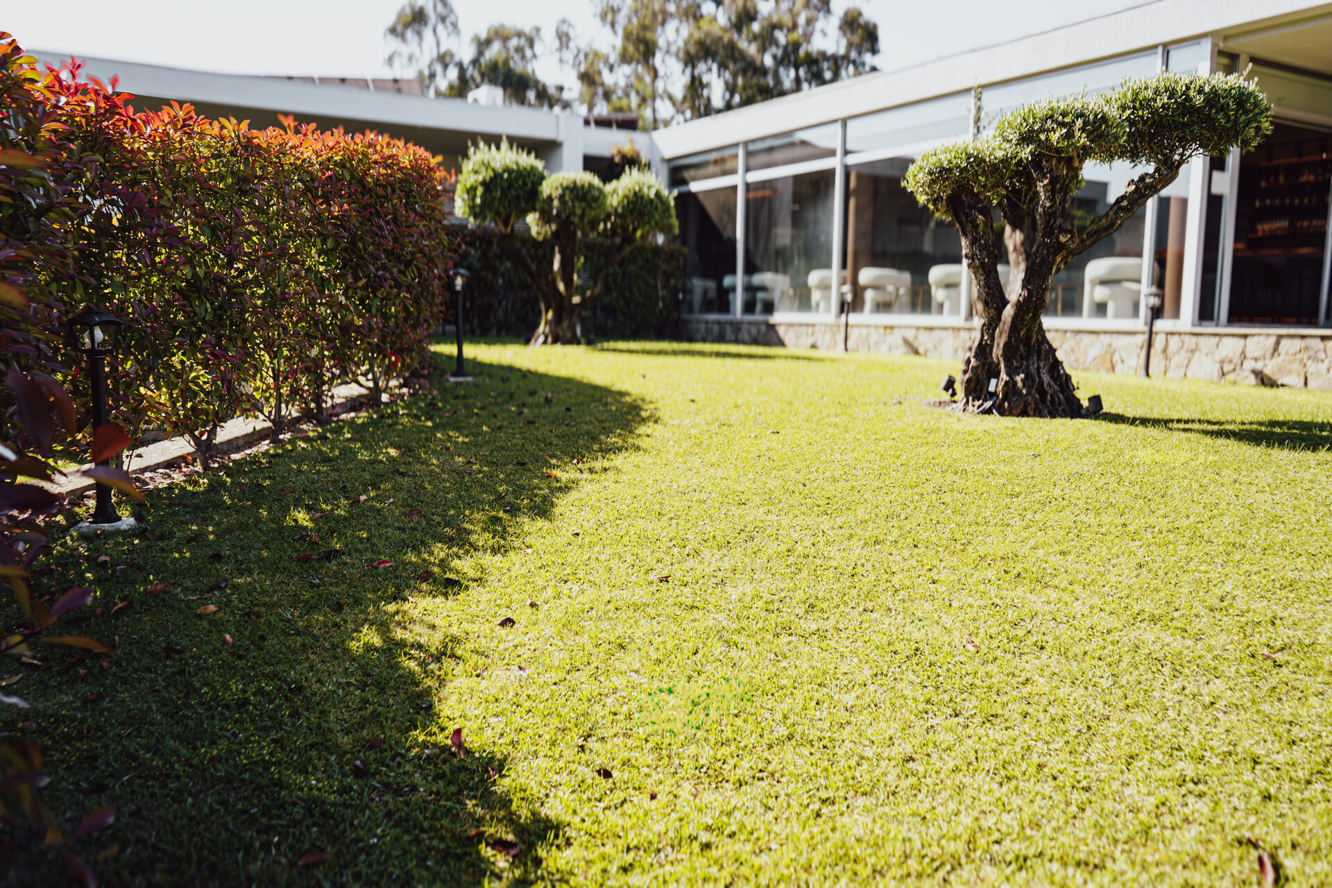 Jardim com oliveira da Casa d'Amares